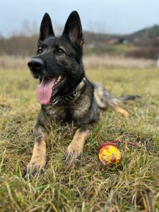 Policejní fena Suri vyčmuchala zloděje ve křoví