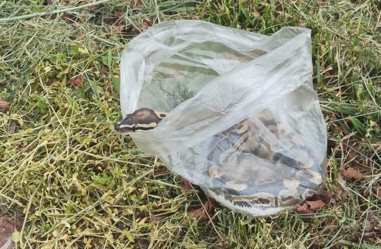Policisté chytili na hřbitově hada