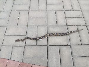 Policisté chytili na hřbitově hada