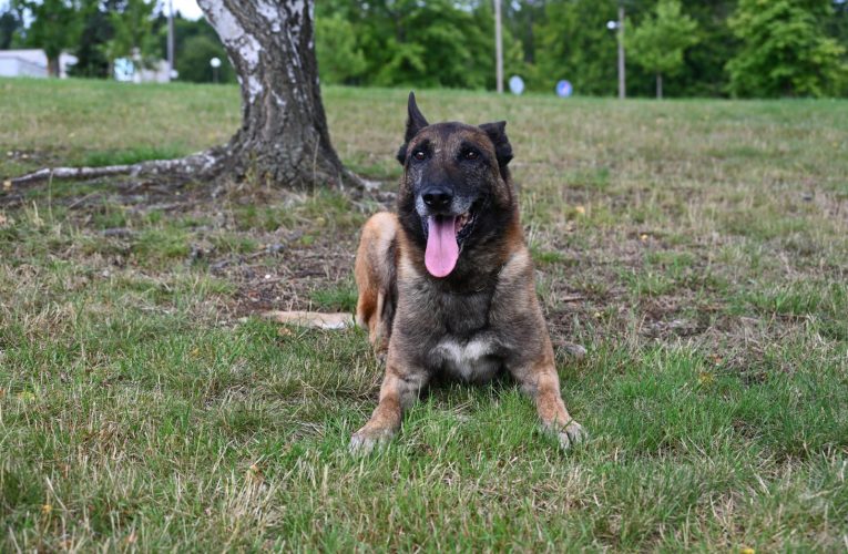 Pátrání po pohřešované 17leté dívce