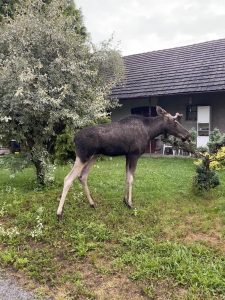 Los na výletě