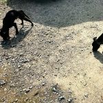 Plzeňští kriminalisté obvinili dvojici z týrání zvířat