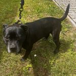 Plzeňští kriminalisté obvinili dvojici z týrání zvířat