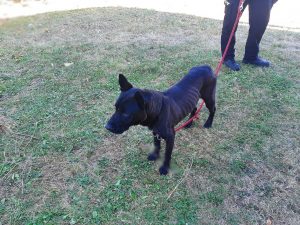 Všímavá oznamovatelka vysvobodila psa ze stahovacích pásek