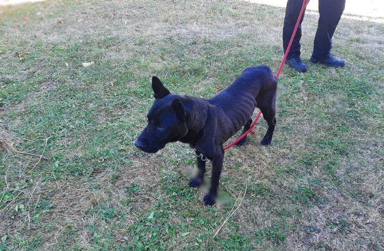 Všímavá oznamovatelka vysvobodila psa ze stahovacích pásek