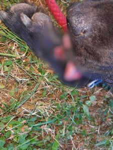 Všímavá oznamovatelka vysvobodila psa ze stahovacích pásek