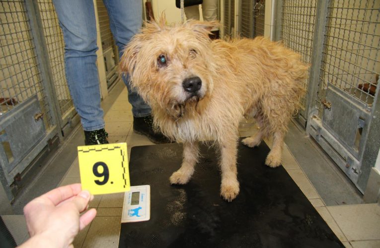 Zanedbaná péče, utrpení a smrt