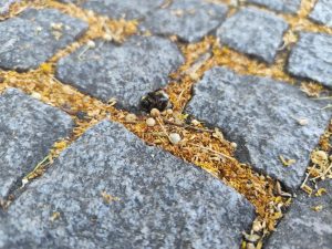 Záhada uhynulých čmeláků v Hradci rozluštěna