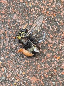 Záhada uhynulých čmeláků v Hradci rozluštěna