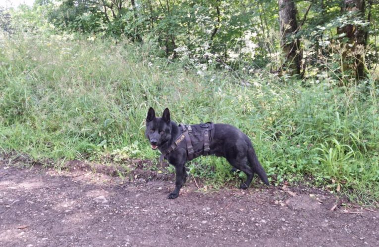 Služební pes odhalil lež „neřidiče“