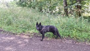 Služební pes odhalil lež "neřidiče"