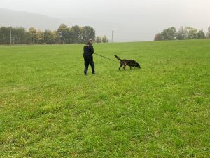 Společný výcvik českých a německých policejních psovodů na Děčínsku