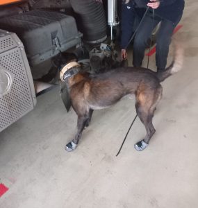 Společný výcvik českých a německých policejních psovodů na Děčínsku