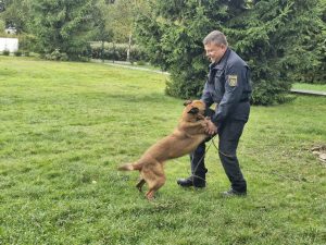 Společný výcvik českých a německých policejních psovodů na Děčínsku