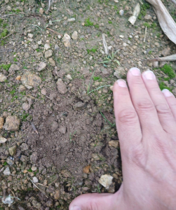 U Týna se objevila puma