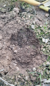 U Týna se objevila puma