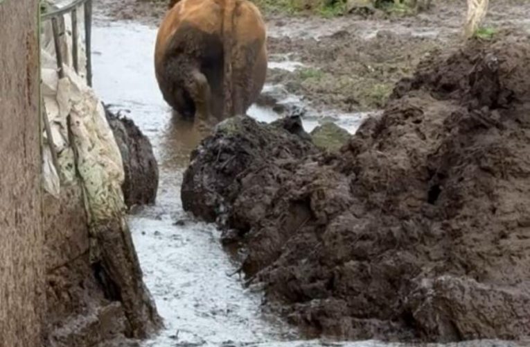 Zubožená hospodářská zvířata