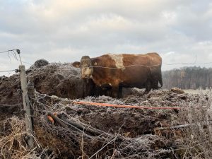 Zubožená hospodářská zvířata