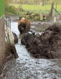 Zubožená hospodářská zvířata